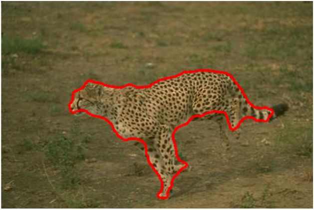 Leopard detected and bounded in red boundary